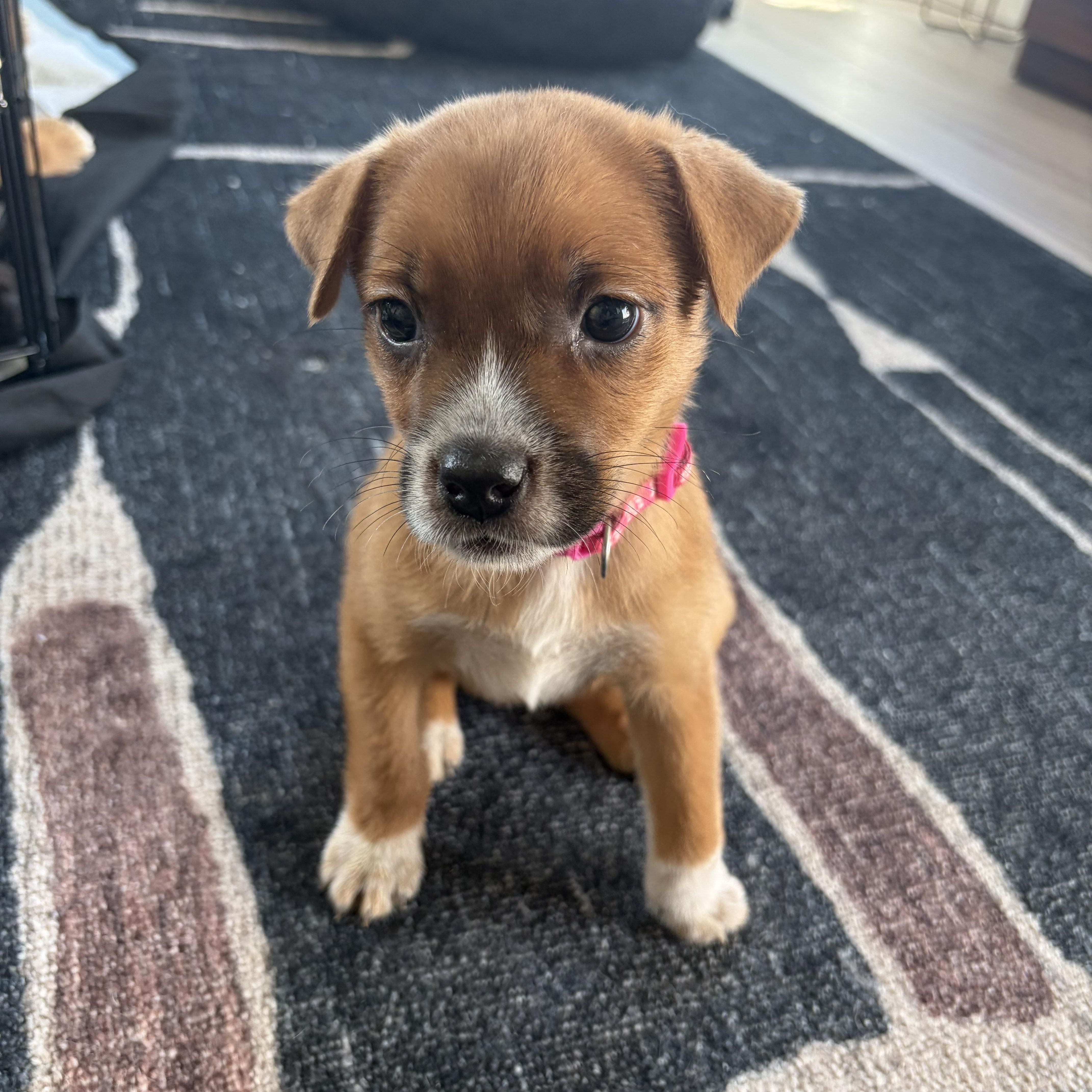 Enlarge Bukkie, a Adoptable mixed breed in Gilbert, AZ image 2/5