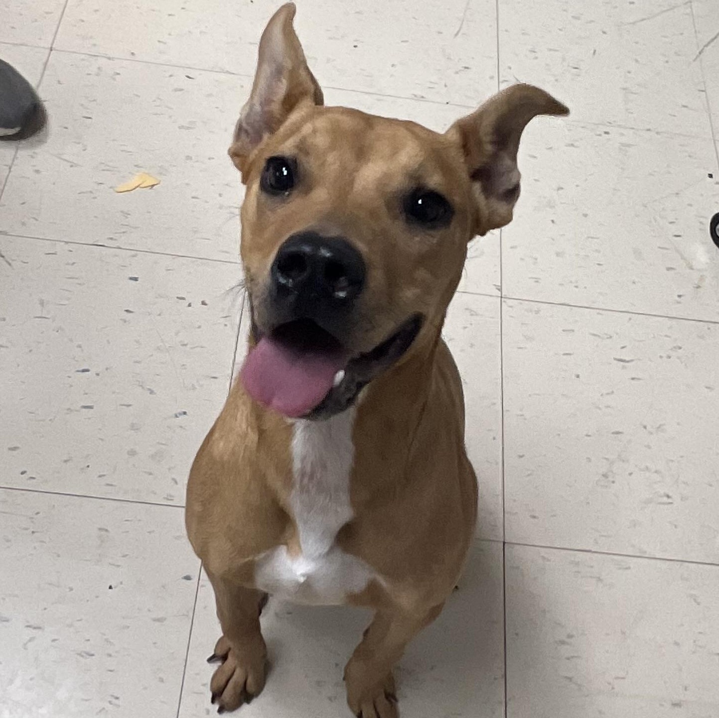 Enlarge Bambi, a Adopted mixed breed in Dyersburg, TN image 3/6