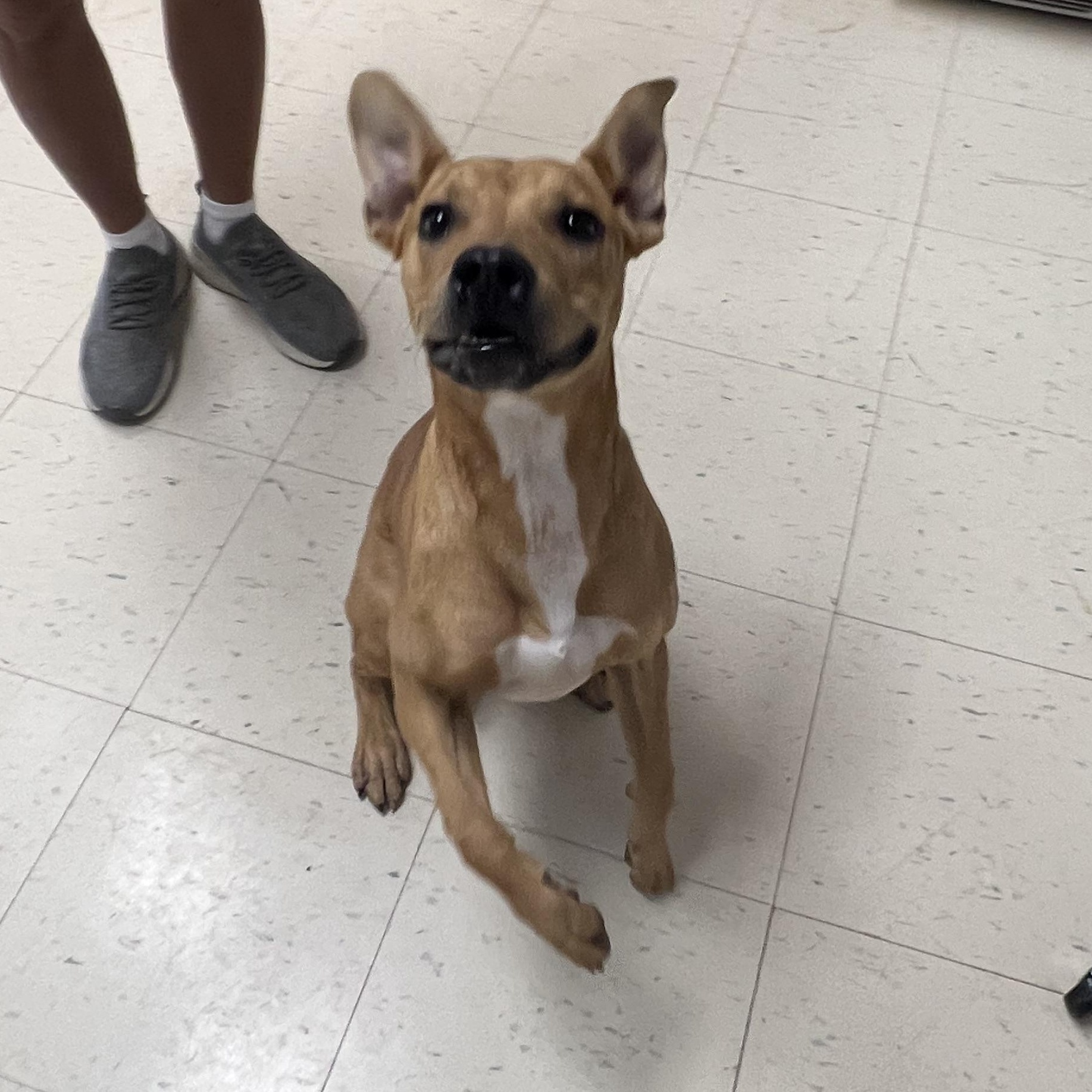 Enlarge Bambi, a Adopted mixed breed in Dyersburg, TN image 2/6