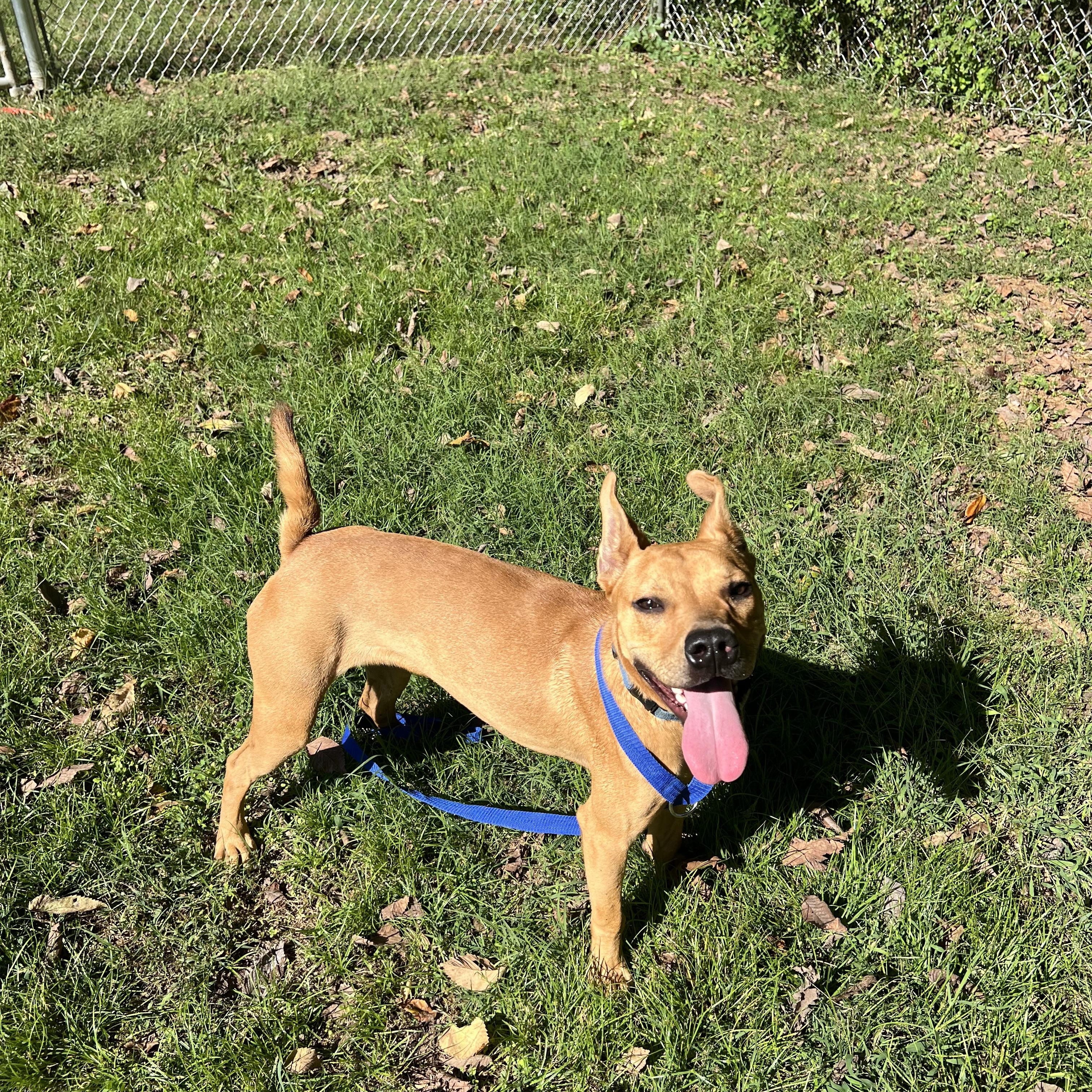 Bambi, Adopted, Young Female Mixed Breed.