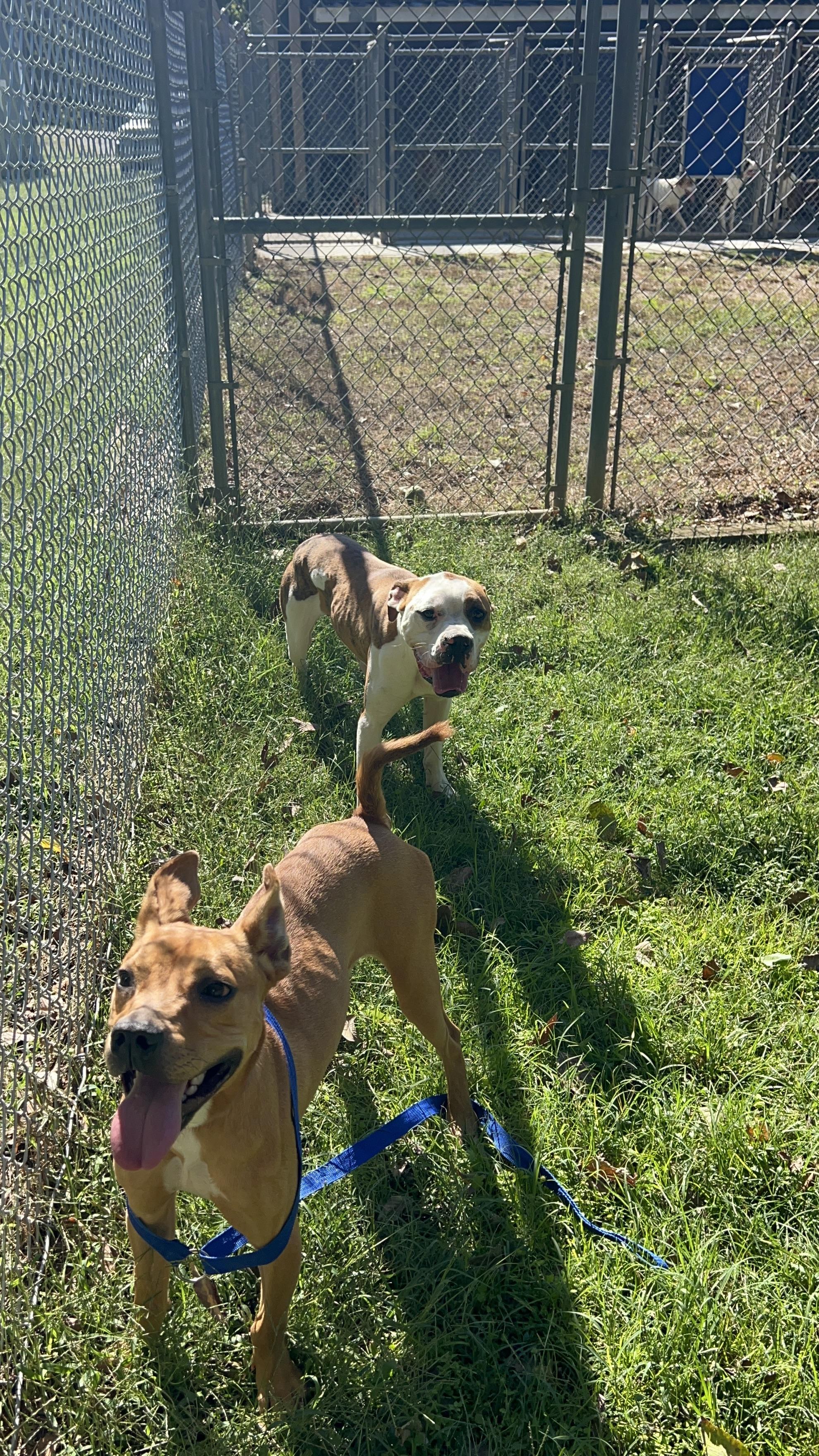 Enlarge Bambi, a Adopted mixed breed in Dyersburg, TN image 6/6