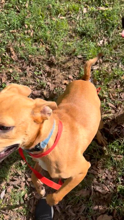 Enlarge Bambi, a Adopted mixed breed in Dyersburg, TN video 4/6