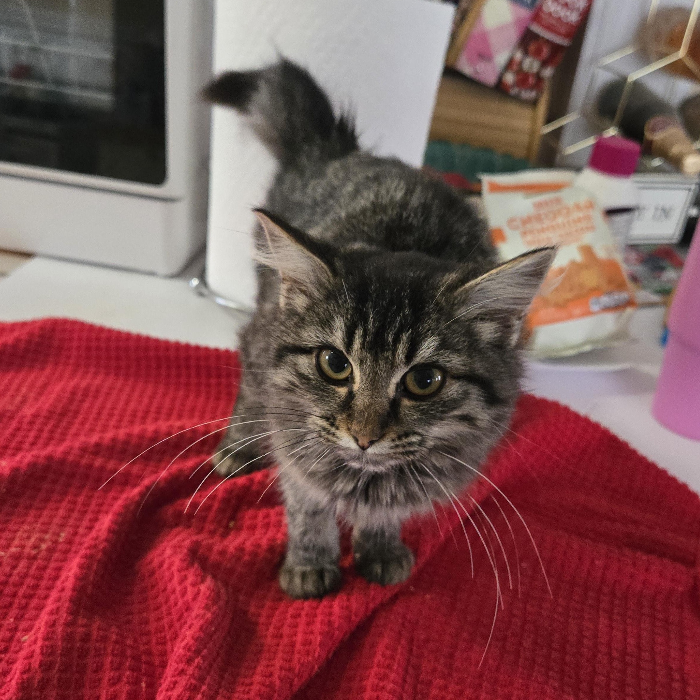 Enlarge Hannah, a ADOPTABLE Domestic Long Hair in Sedalia, MO image 1/1