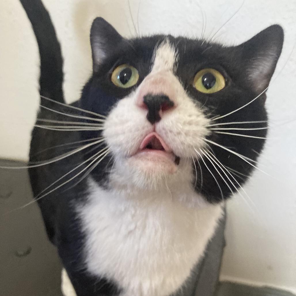 Enlarge Gilley, a Adoptable Domestic Short Hair in Bismarck, ND image 1/4