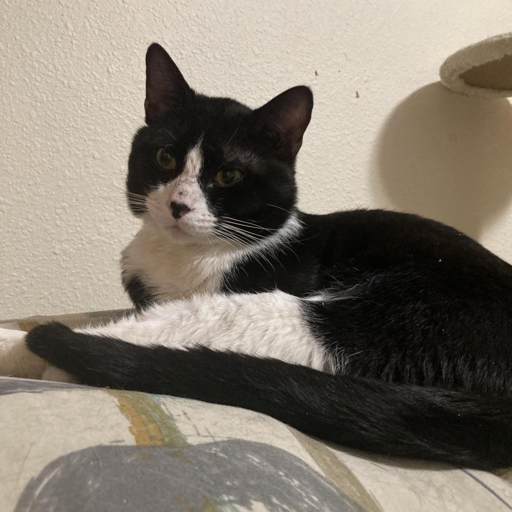 Enlarge Gilley, a Adoptable Domestic Short Hair in Bismarck, ND image 2/4