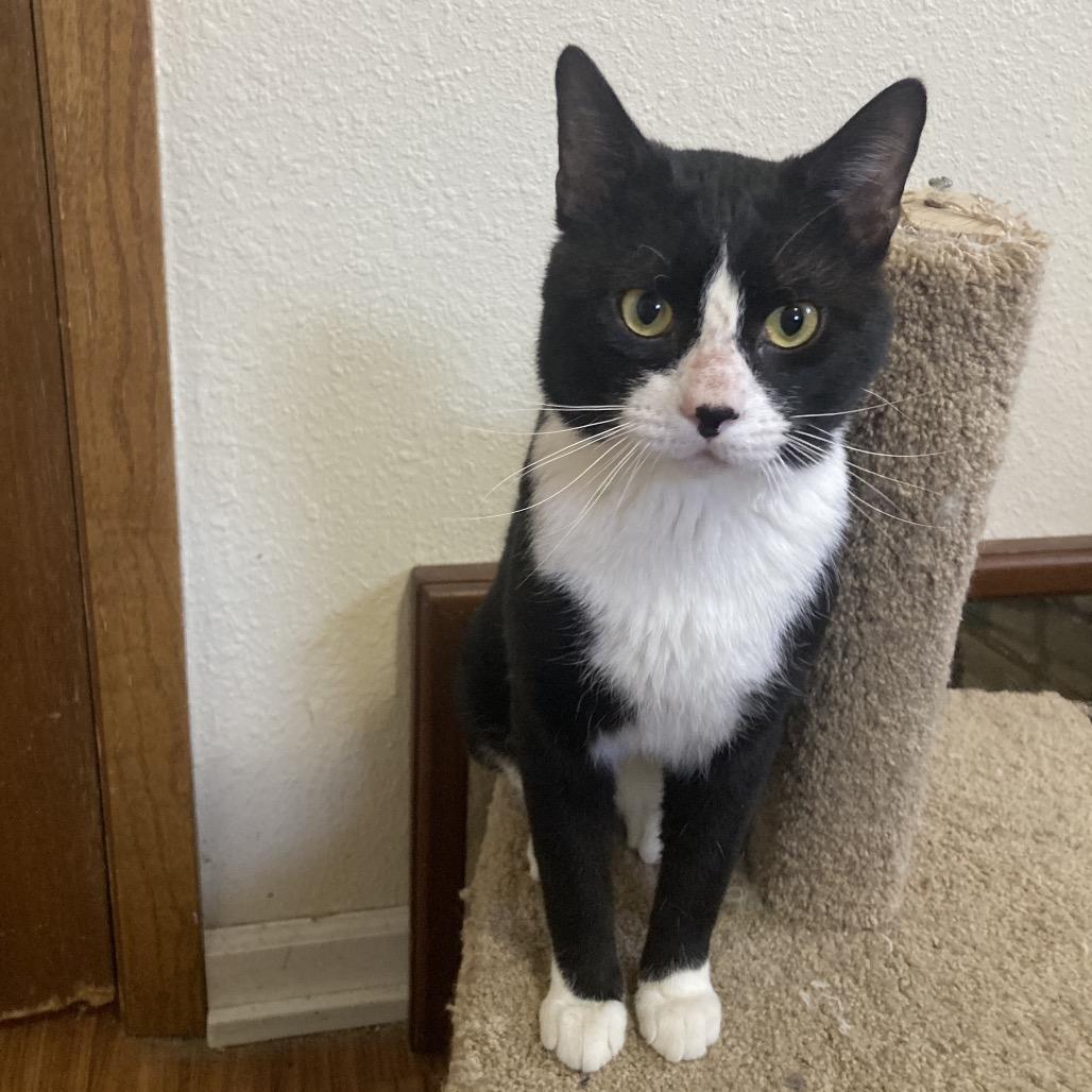 Enlarge Gilley, a Adoptable Domestic Short Hair in Bismarck, ND image 3/4