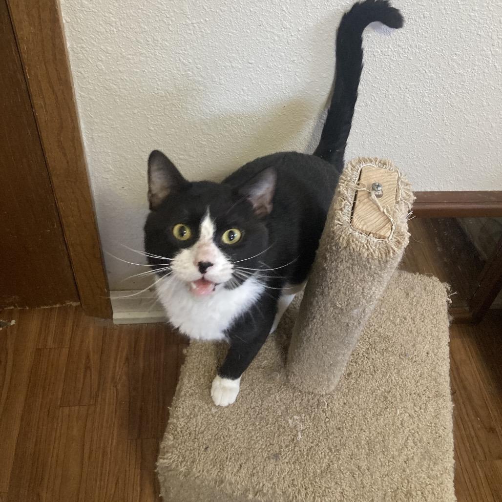 Enlarge Gilley, a Adoptable Domestic Short Hair in Bismarck, ND image 4/4