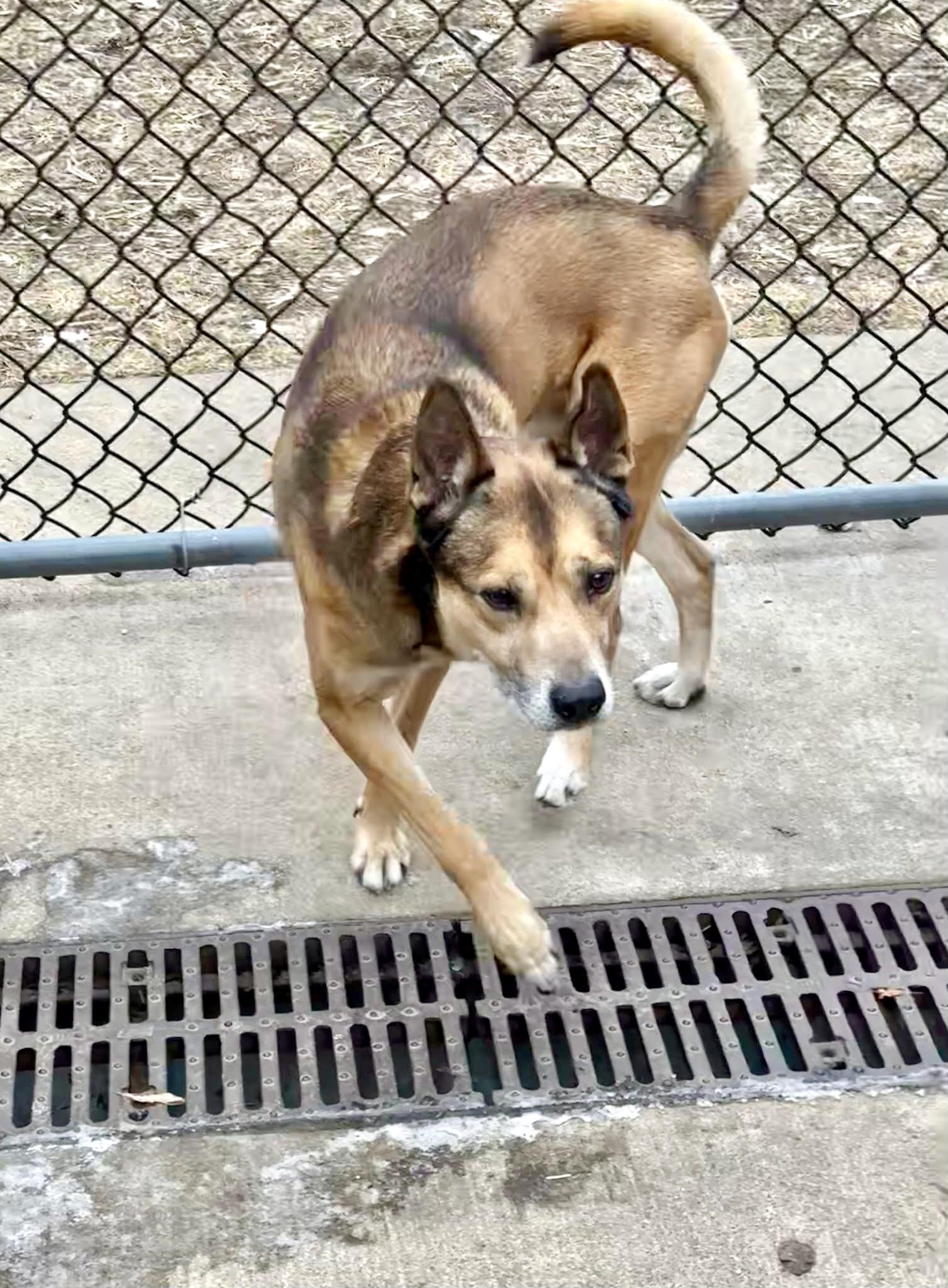 Jingle — thumbnail 2