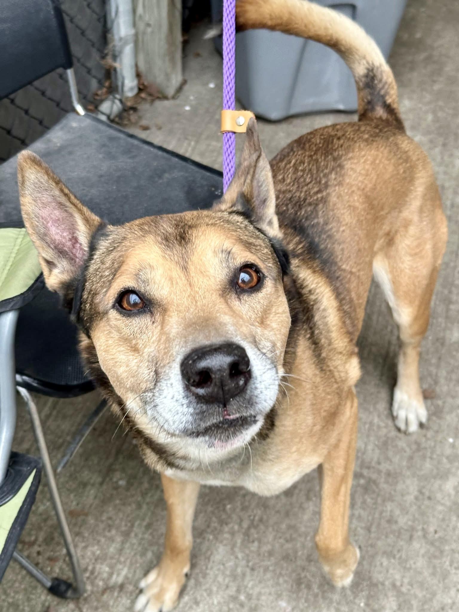 Jingle — thumbnail 3