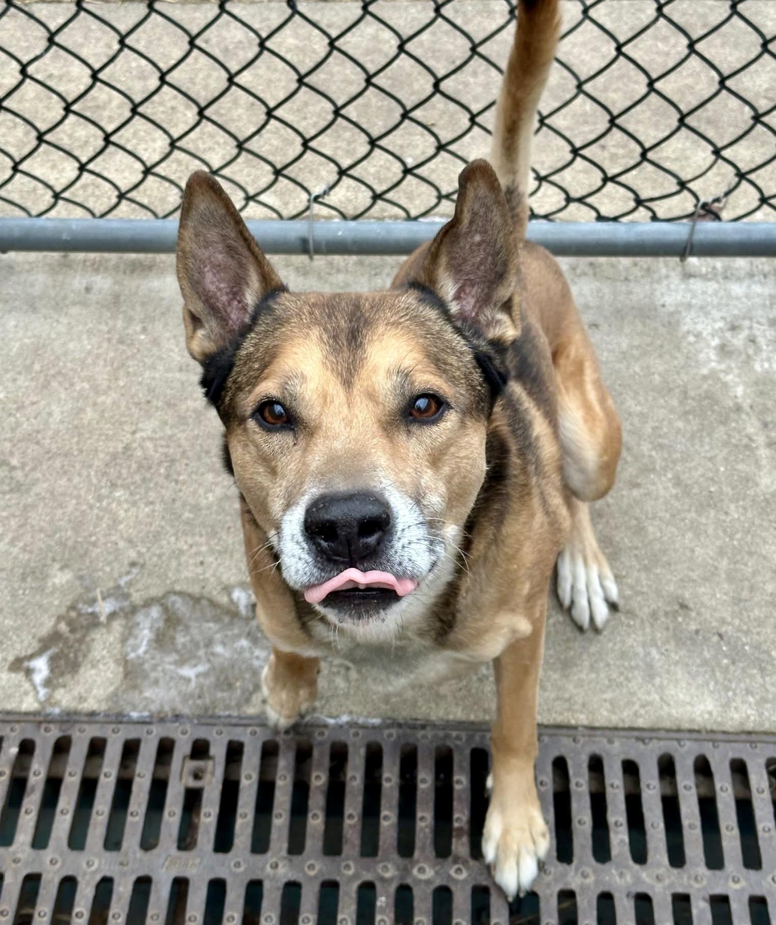 Jingle — thumbnail 4