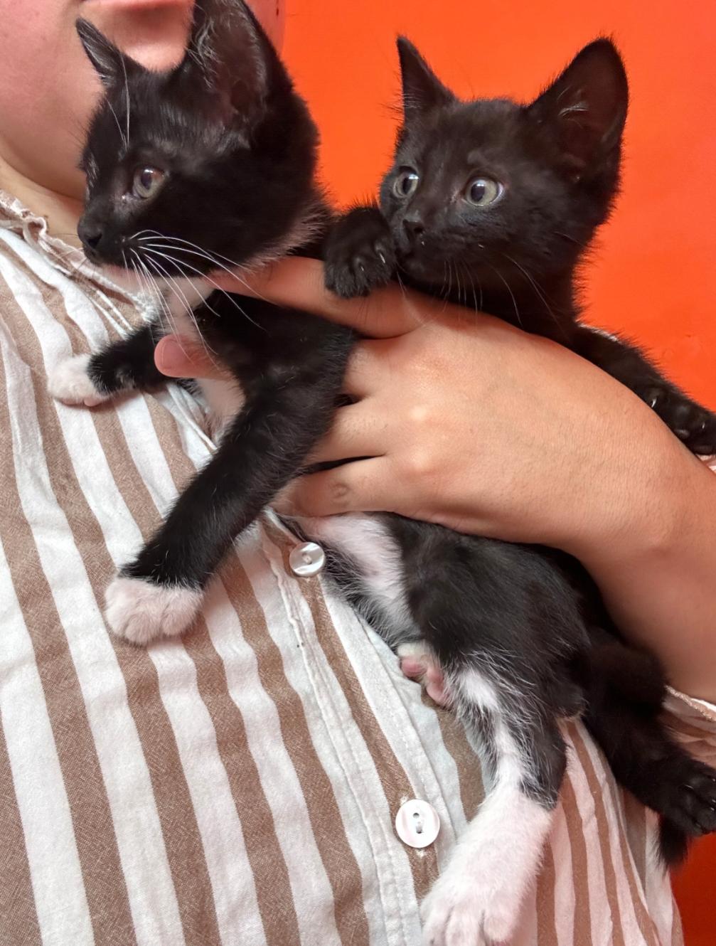 LENNON & HARRISON, Baby Male Domestic Short Hair