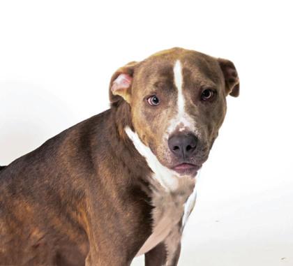 Pup 1661-25, Adoptable, Young Male Pit Bull Terrier & Mixed Breed.
