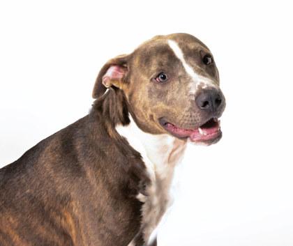 Pup 1661-25, a Adoptable mixed breed in Cumming, GA image 2/2