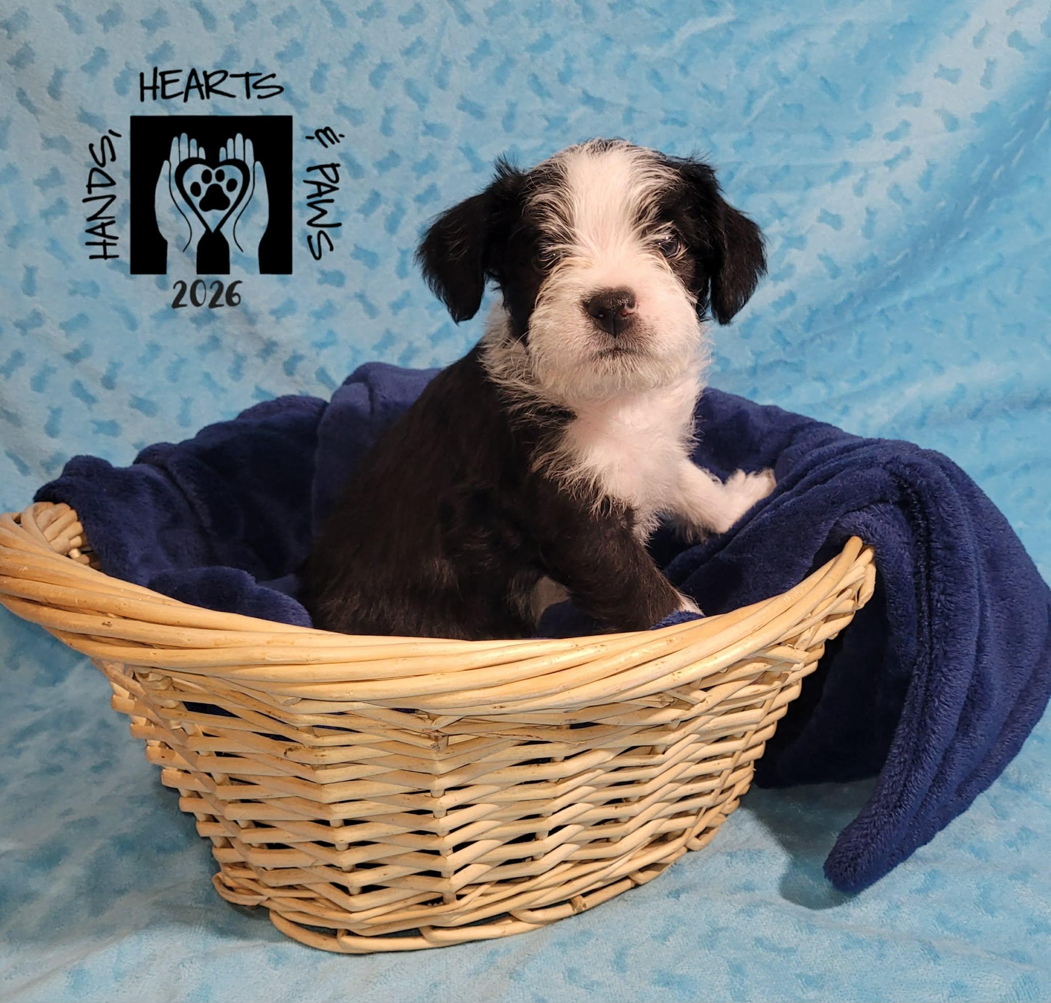 Enlarge Chowda, an adoptable mixed breed in Omaha, NE image 1/4