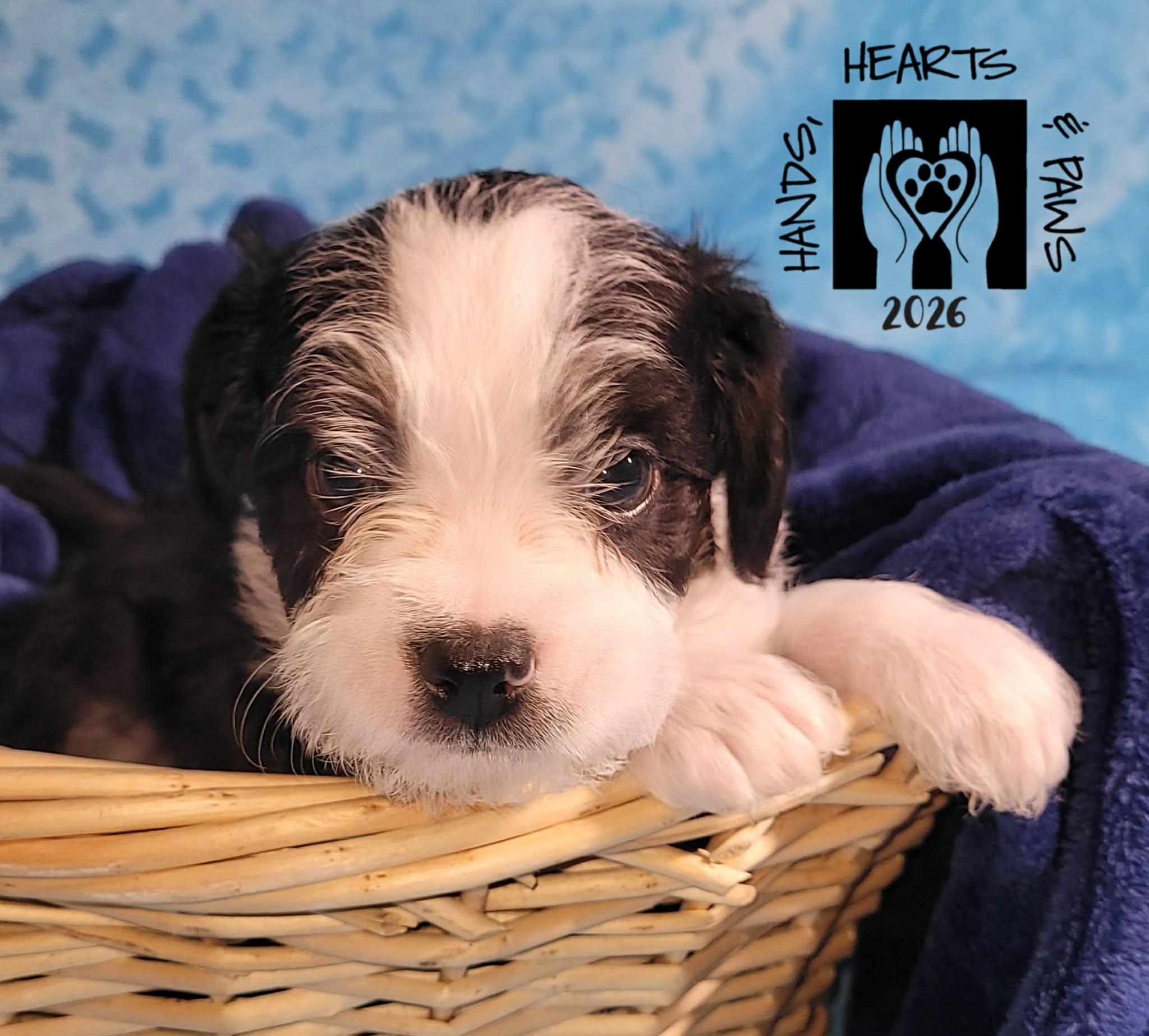 Enlarge Chowda, an adoptable mixed breed in Omaha, NE image 2/4