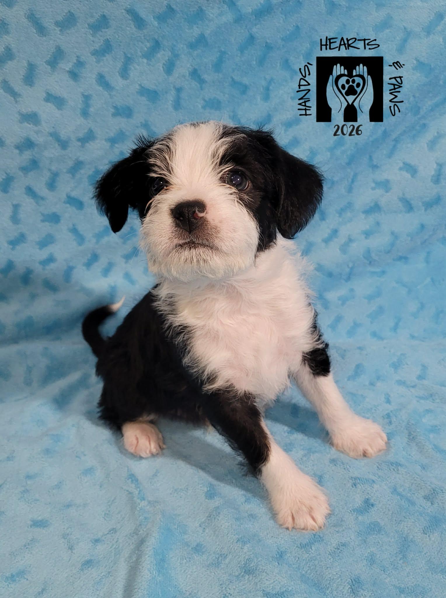 Enlarge Chowda, an adoptable mixed breed in Omaha, NE image 3/4
