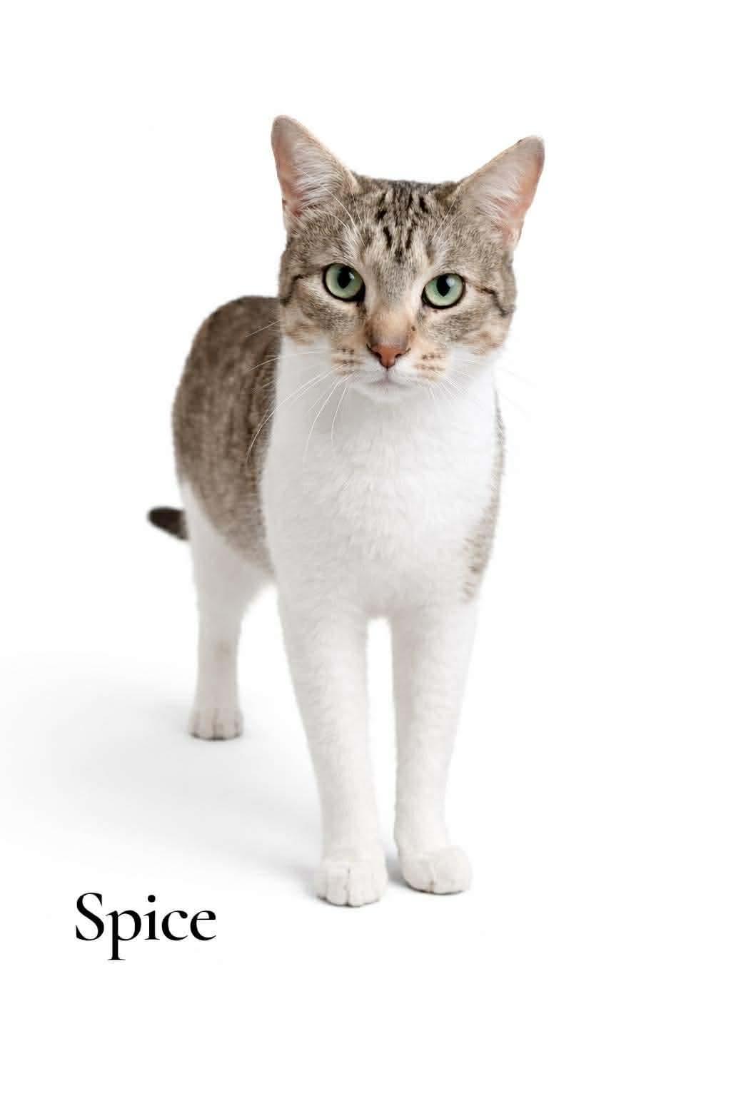 Enlarge Spice, a ADOPTABLE Domestic Short Hair in Stevensville, MI image 1/2