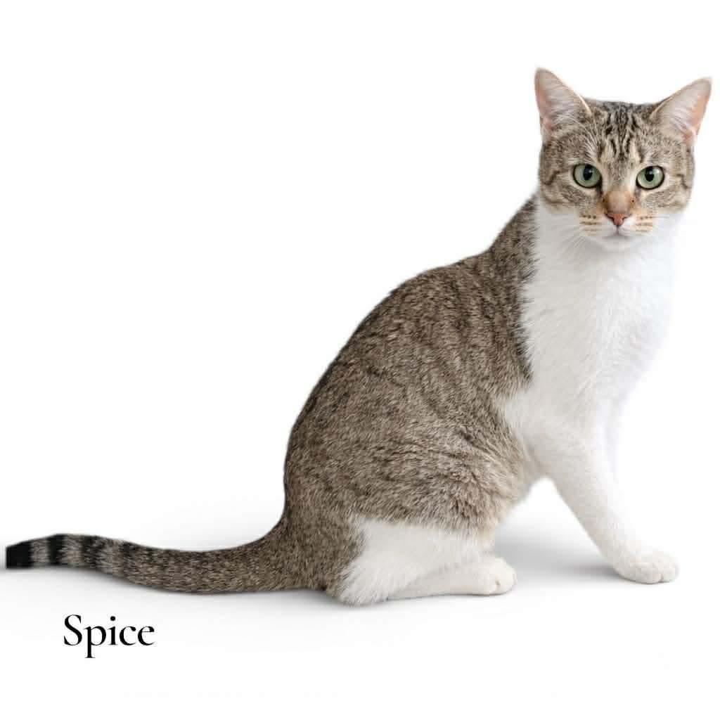 Enlarge Spice, a ADOPTABLE Domestic Short Hair in Stevensville, MI image 2/2