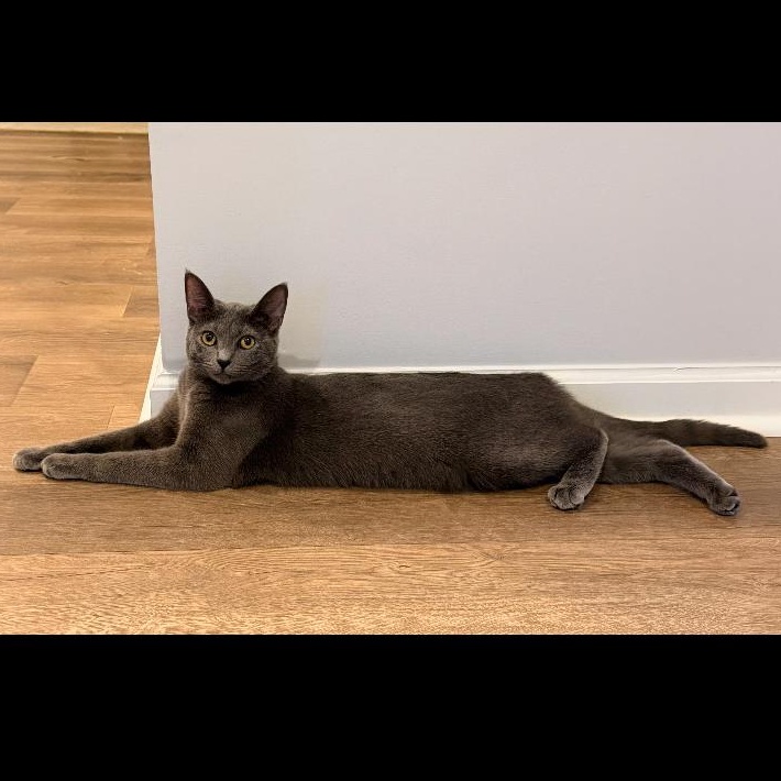Enlarge Violet, a ADOPTABLE Domestic Short Hair in Stafford, VA image 5/6