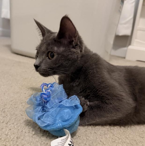 Enlarge Violet, a ADOPTABLE Domestic Short Hair in Stafford, VA image 3/6