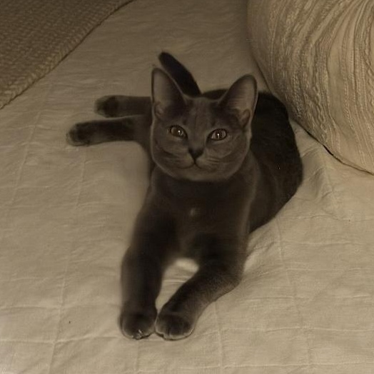 Enlarge Violet, a ADOPTABLE Domestic Short Hair in Stafford, VA image 6/6