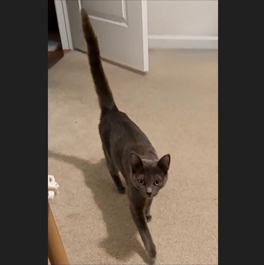 Enlarge Violet, a ADOPTABLE Domestic Short Hair in Stafford, VA image 2/6