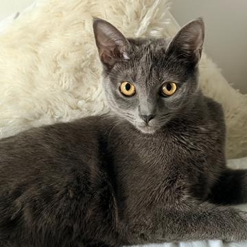 Enlarge Violet, a ADOPTABLE Domestic Short Hair in Stafford, VA image 4/6