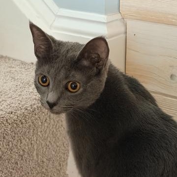 Violet, ADOPTABLE, Kitten Female Domestic Short Hair.