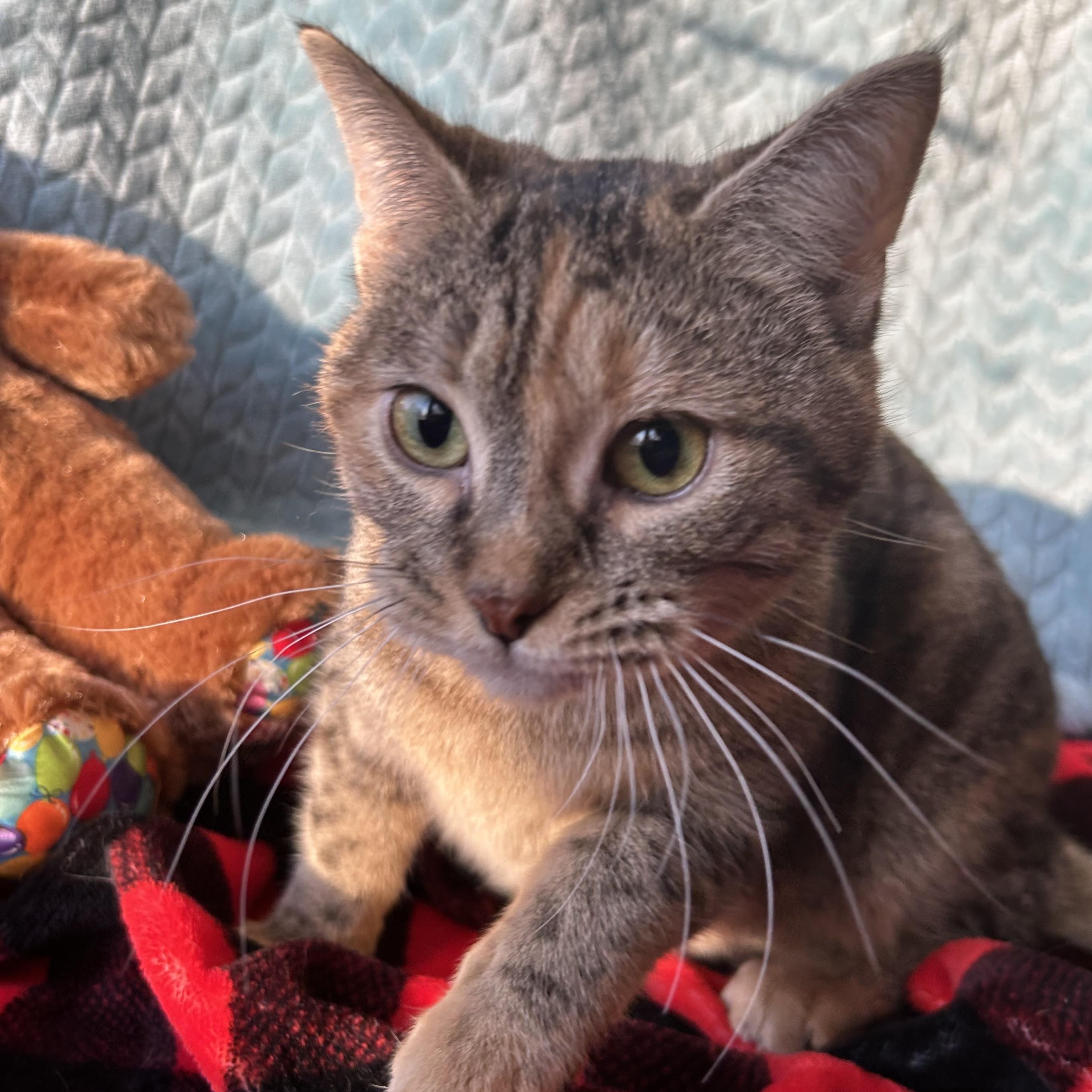 Enlarge Tigerlily, a Adoptable Domestic Short Hair in Madison Heights, MI image 4/4