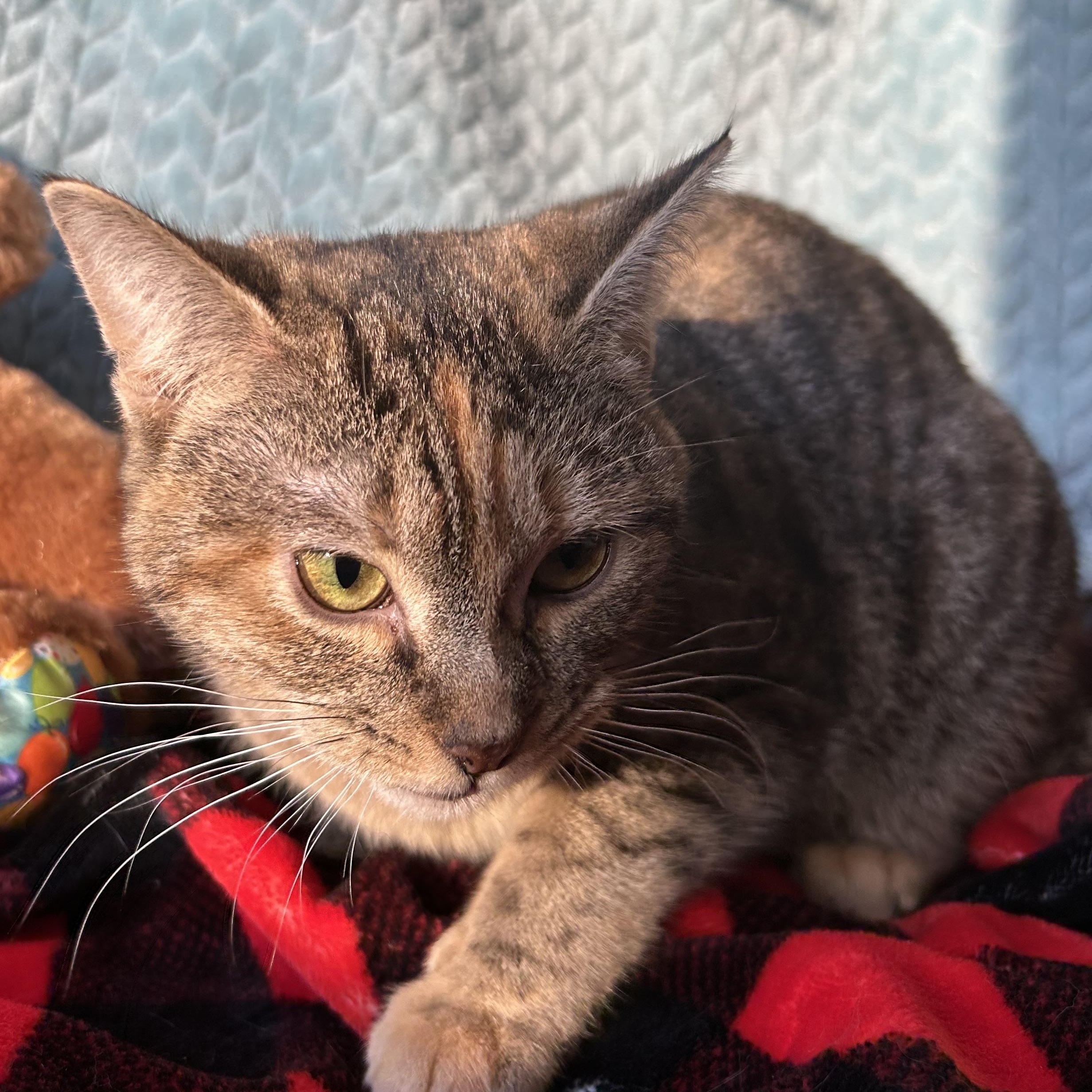 Enlarge Tigerlily, a Adoptable Domestic Short Hair in Madison Heights, MI image 3/4