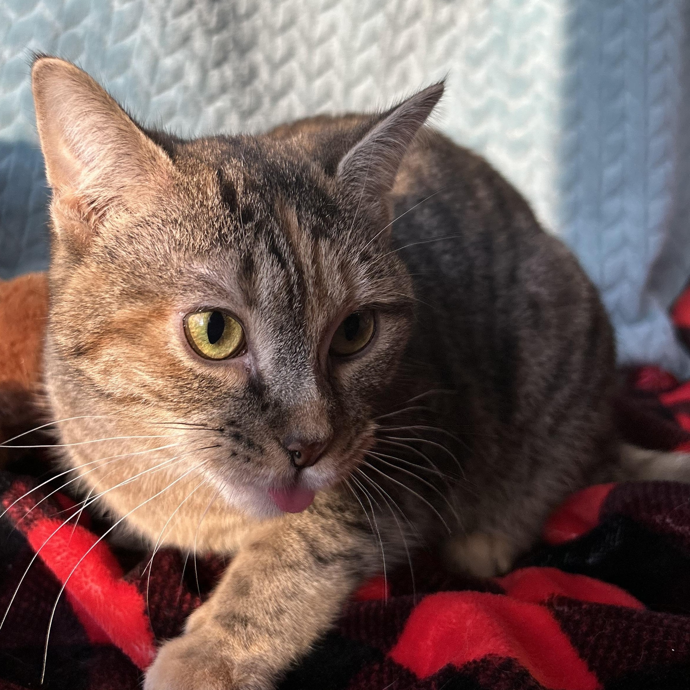 Tigerlily, Adoptable, Kitten Female Domestic Short Hair.