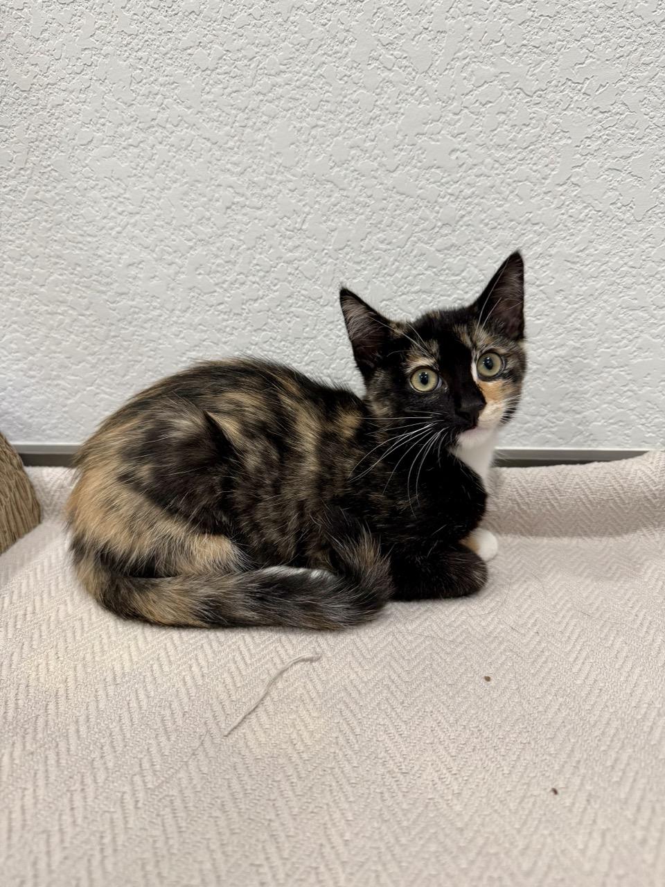 Enlarge Fire, an adopted Domestic Short Hair in Las Vegas, NV image 3/3