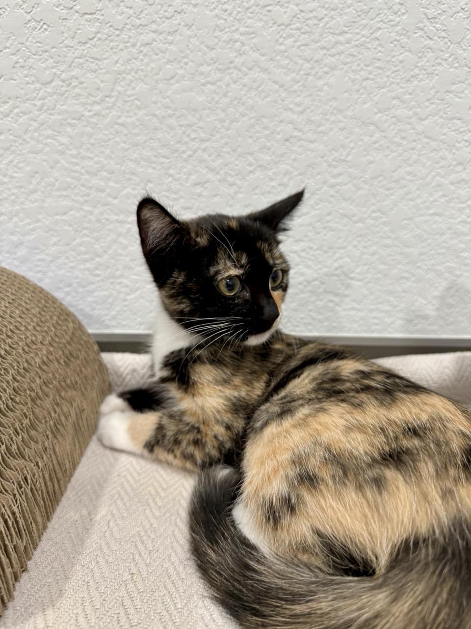 Enlarge Fire, an adopted Domestic Short Hair in Las Vegas, NV image 1/3