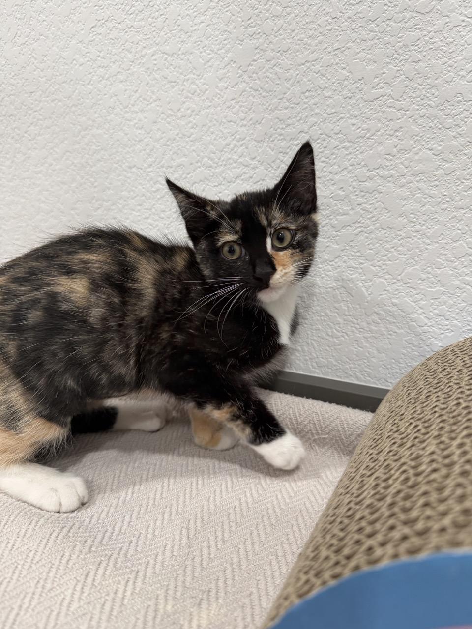 Enlarge Fire, an adopted Domestic Short Hair in Las Vegas, NV image 2/3