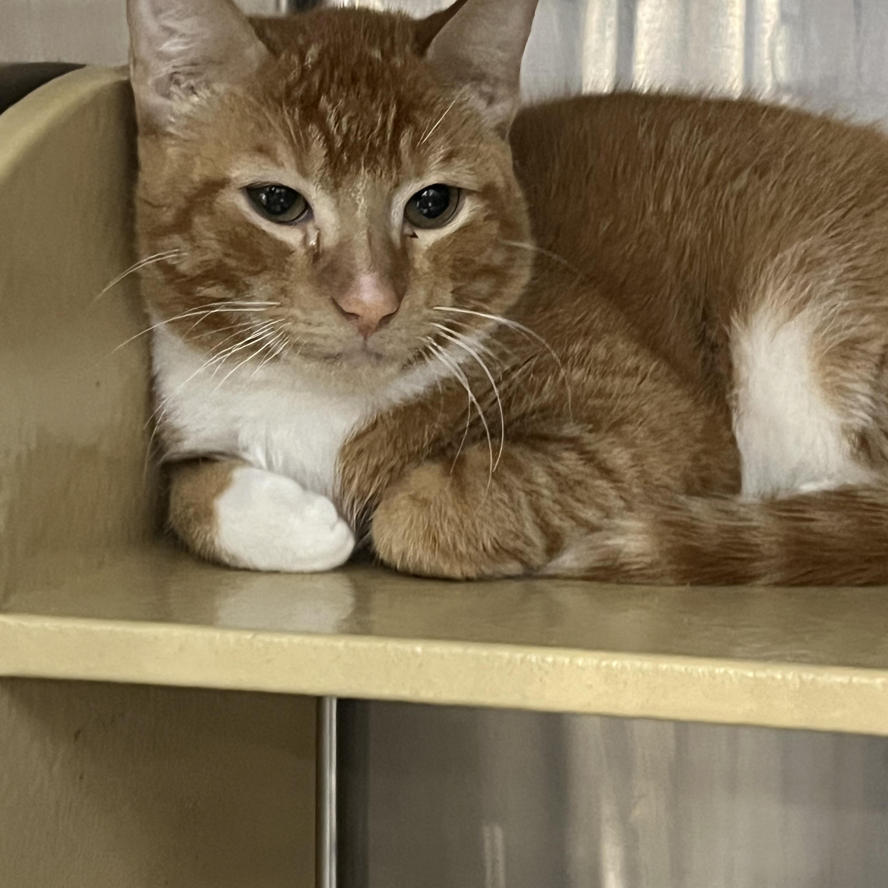 Liokai, a Adoptable mixed breed in Federal Way, WA image 1/3