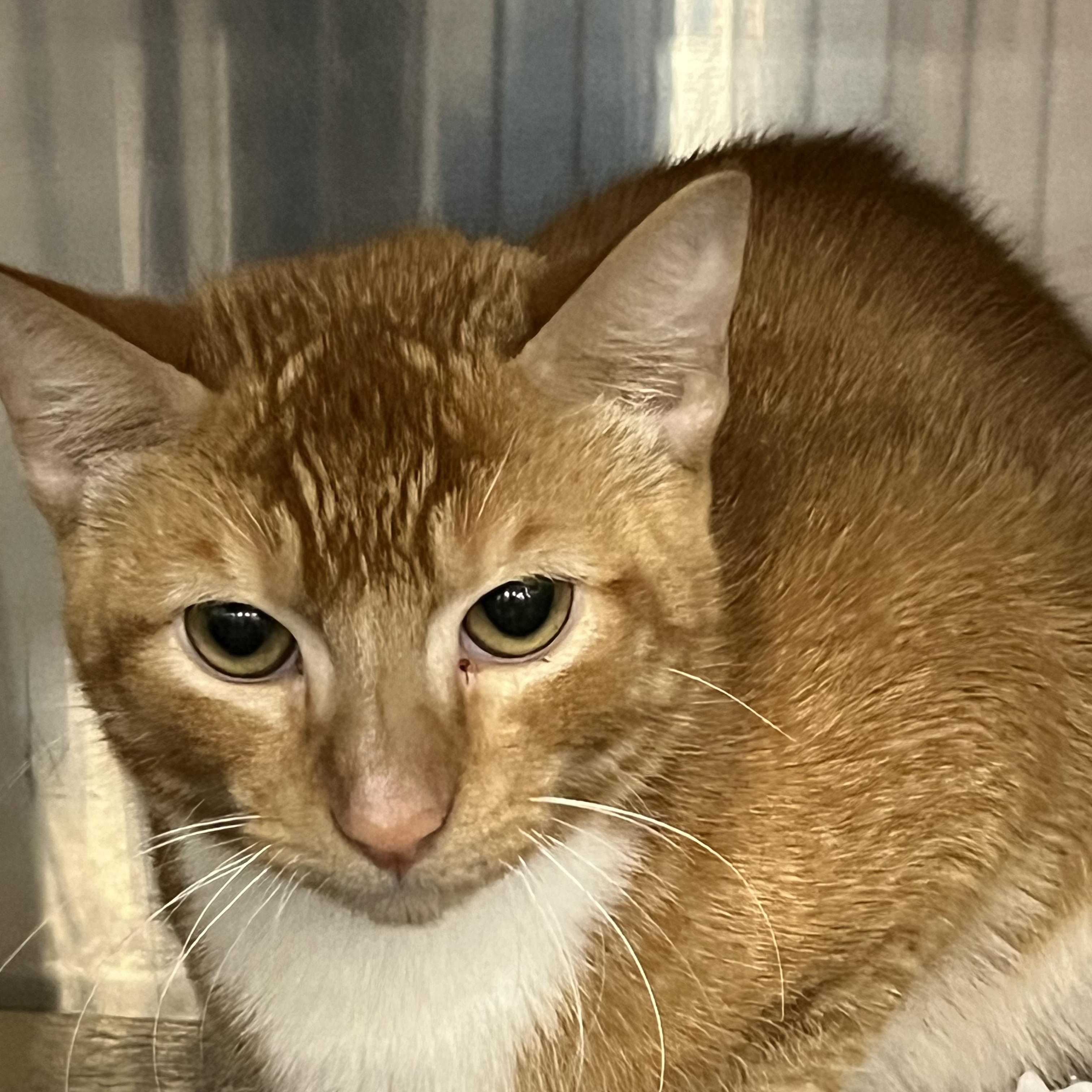 Liokai, a Adoptable mixed breed in Federal Way, WA image 2/3