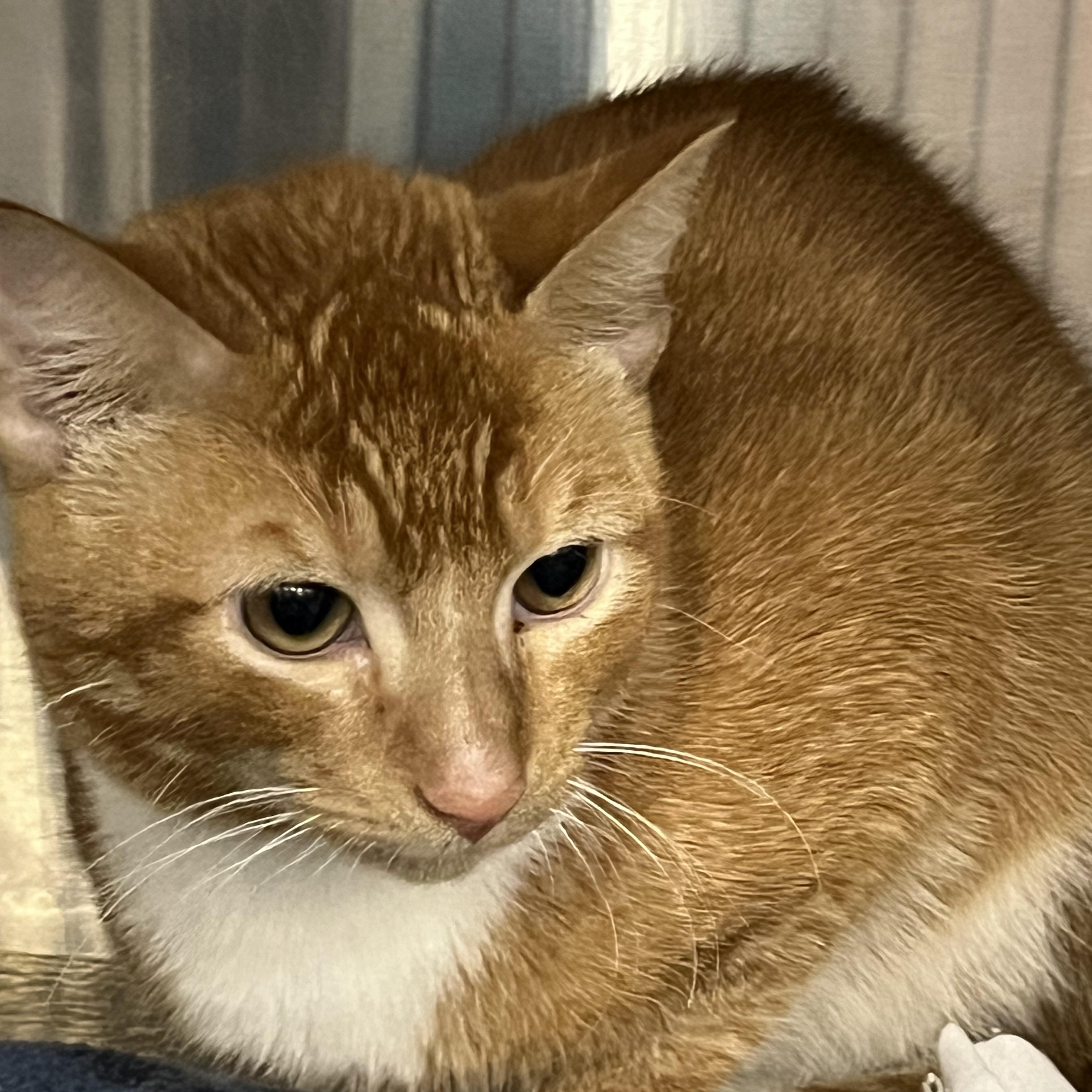 Liokai, a Adoptable mixed breed in Federal Way, WA image 3/3