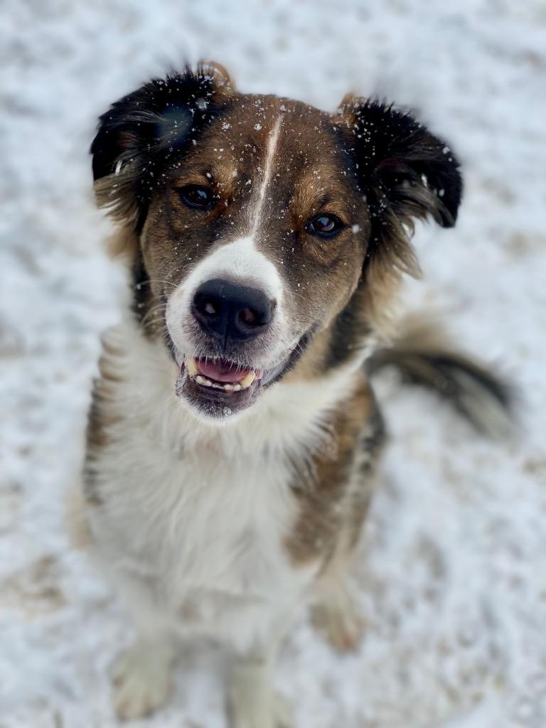 Oakley, Adoptable, Adult Male Collie & Mixed Breed.