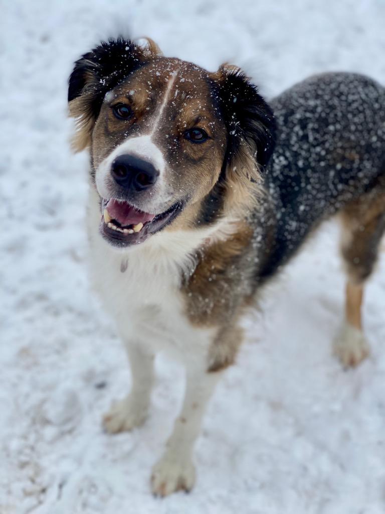 Enlarge Oakley, a Adoptable mixed breed in Urbandale, IA image 2/4