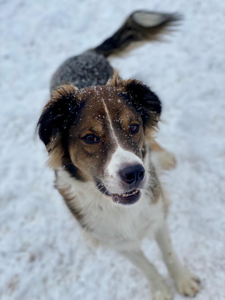 Enlarge Oakley, a Adoptable mixed breed in Urbandale, IA image 3/4