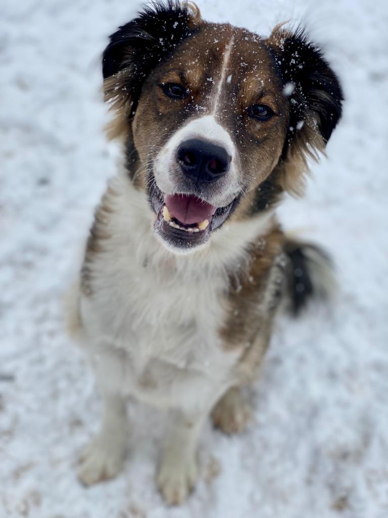 Enlarge Oakley, a Adoptable mixed breed in Urbandale, IA image 4/4