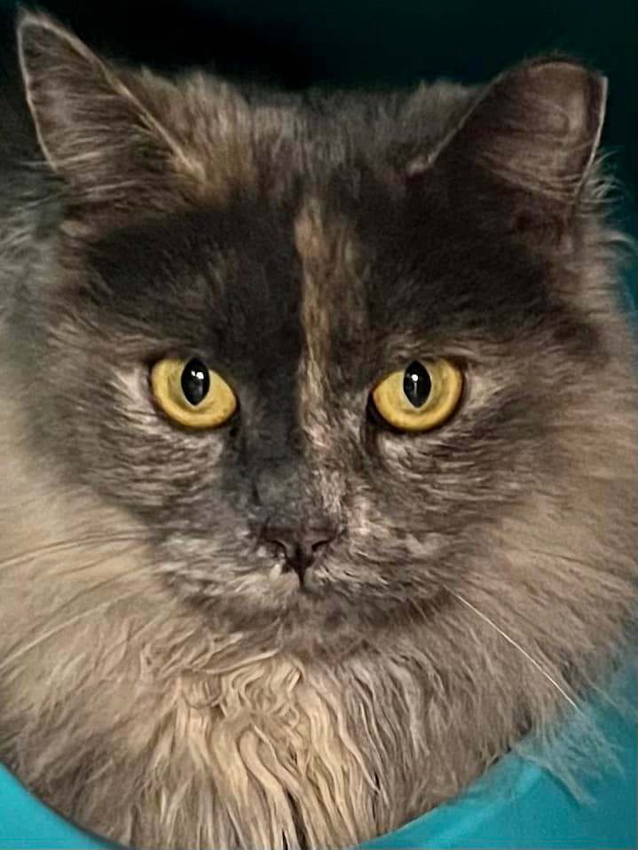 Enlarge Vicky, a Adoptable Dilute Tortoiseshell in New Richmond, WI image 1/1