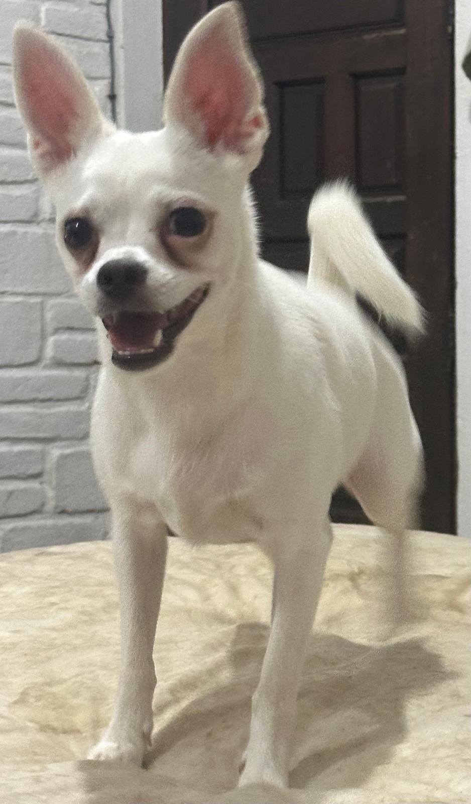 Tito, a ADOPTABLE Chihuahua in San Francisco, CA image 3/4