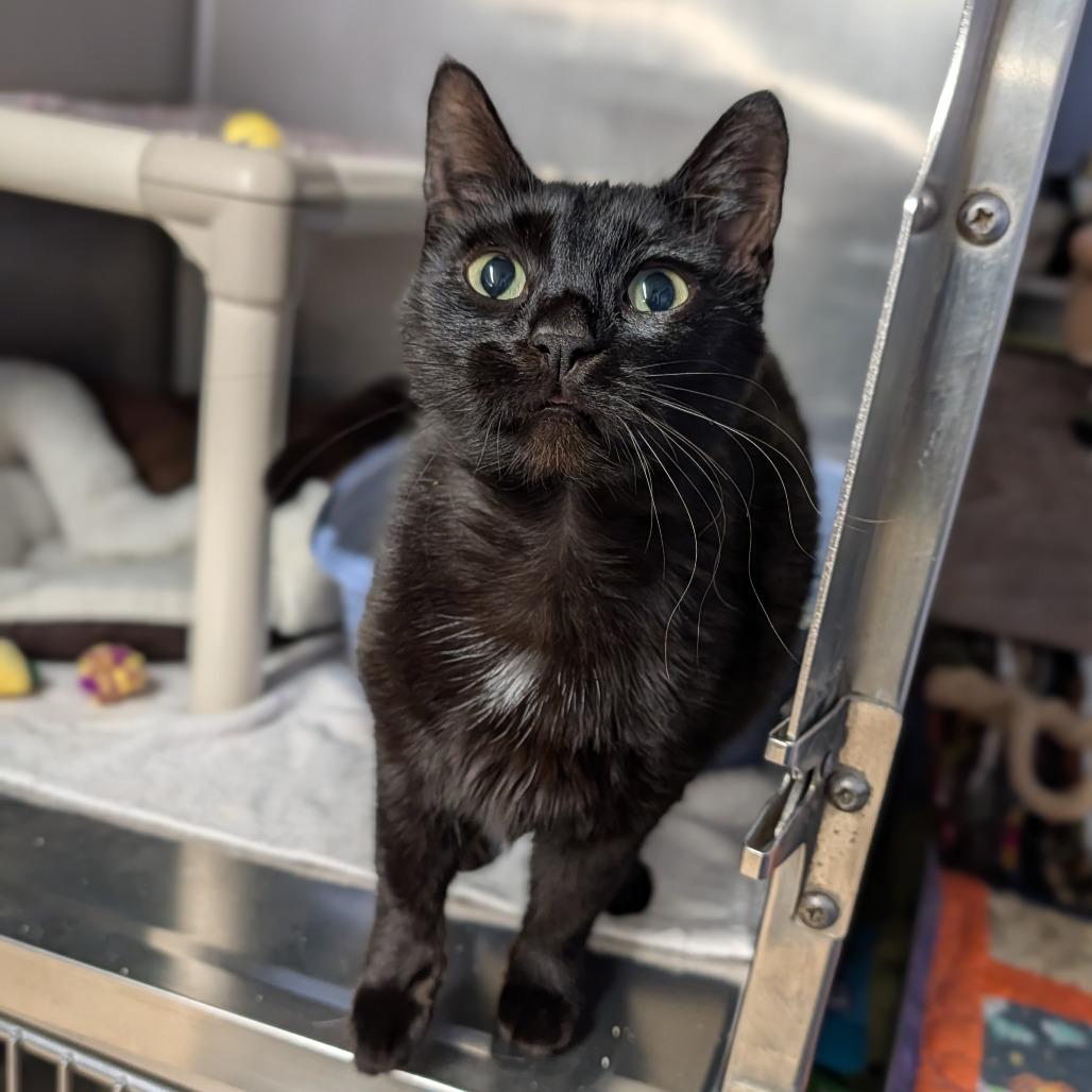 Dolly Purrton, an adopted Domestic Short Hair in Cape Girardeau, MO image 1/3