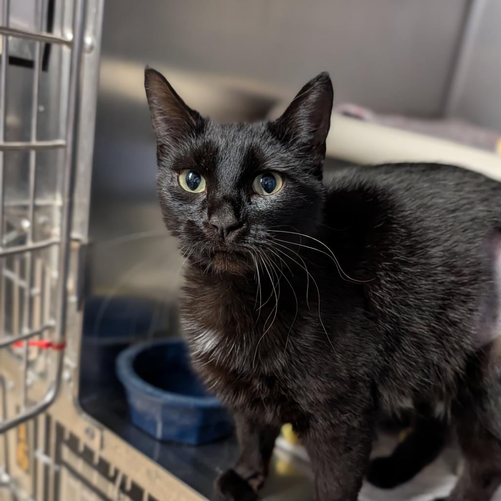 Dolly Purrton, an adopted Domestic Short Hair in Cape Girardeau, MO image 3/3