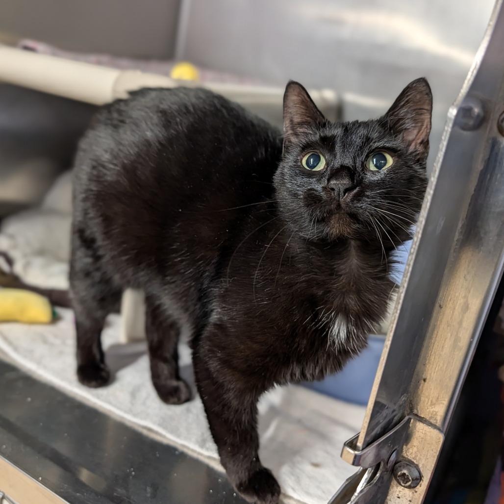 Dolly Purrton, an adopted Domestic Short Hair in Cape Girardeau, MO image 2/3