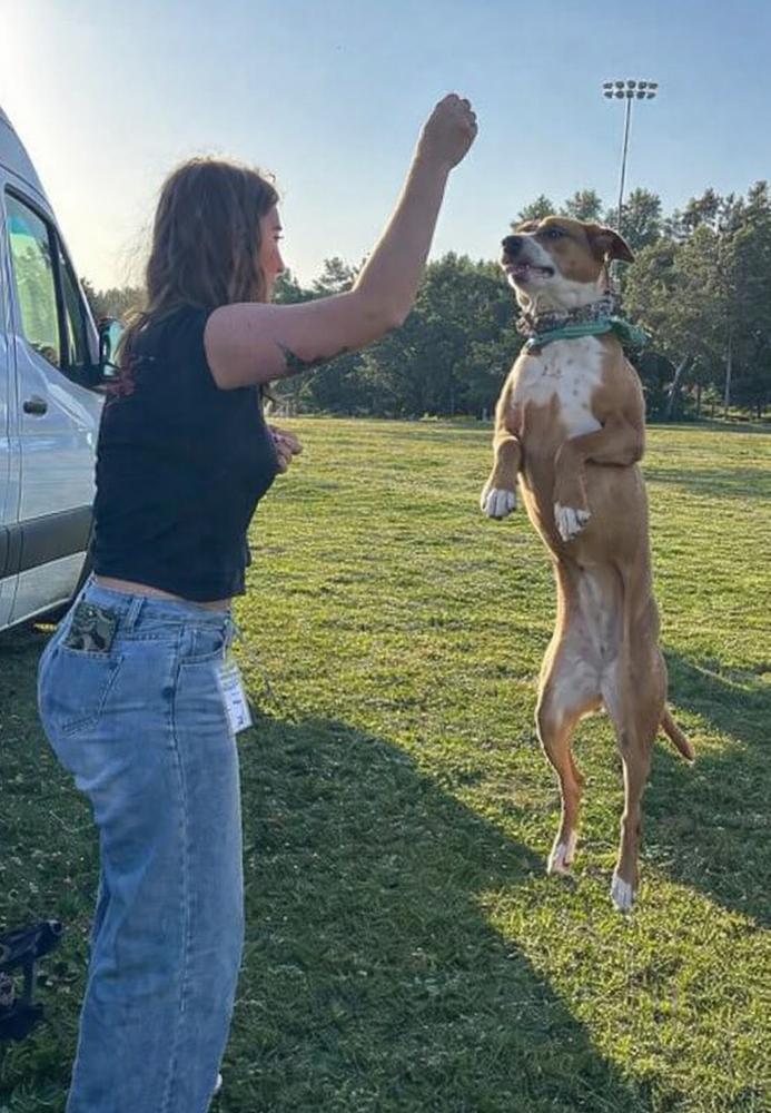 Enlarge Coral, a Adoptable mixed breed in Jamul, CA image 1/5