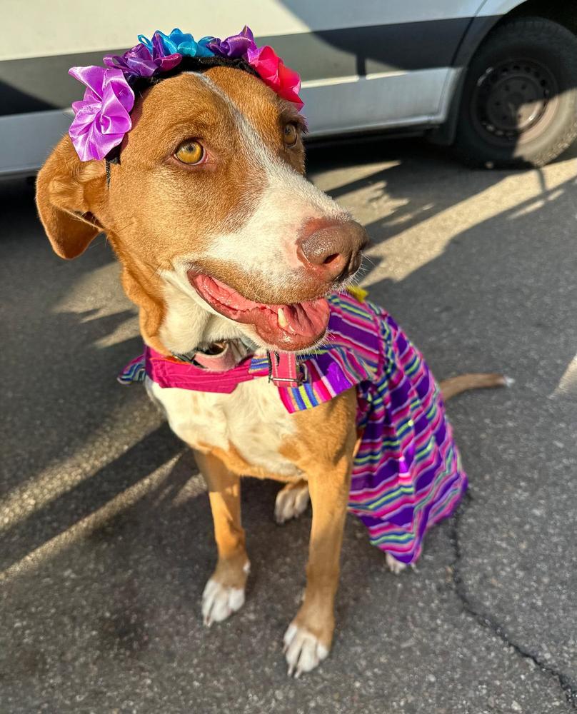 Enlarge Coral, a Adoptable mixed breed in Jamul, CA image 2/5