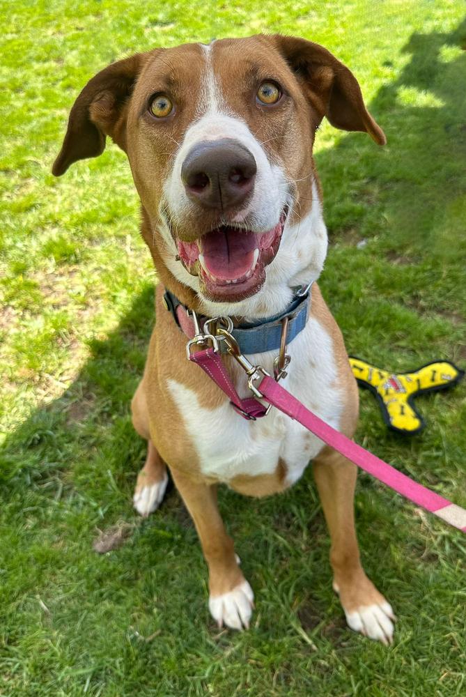 Enlarge Coral, a Adoptable mixed breed in Jamul, CA image 3/5