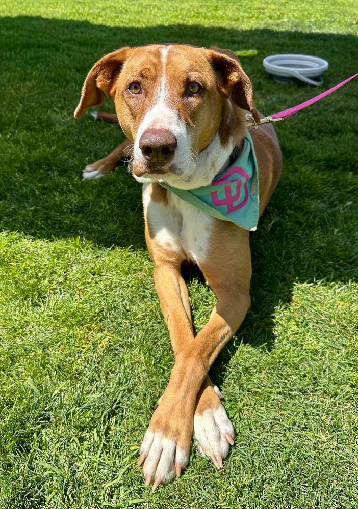 Enlarge Coral, a Adoptable mixed breed in Jamul, CA image 4/5